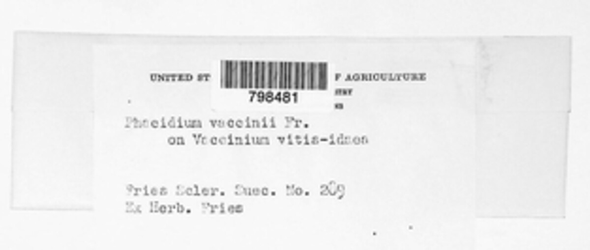 Phacidium vaccinii image